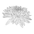 Flowers in black line isolated on white background. Floral elements in contour style with Japanese national flower chrysanthemum Royalty Free Stock Photo