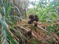 the flowers blacken among the green and yellow leaves in summer