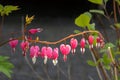 Flowers of Bleeding heart, Lamprocapnos spectabilis, Netherlands Royalty Free Stock Photo