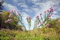 Flowers bloom along Crawford Notch, New Hampshire Royalty Free Stock Photo