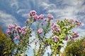 Flowers bloom along Crawford Notch, New Hampshire Royalty Free Stock Photo