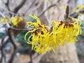 Witch hazel tree with yellow blossoms