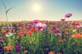 Flowers that bloom in the countryside in the summer Royalty Free Stock Photo