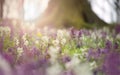 Flowers in bloom in a forest in spring