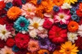 Flowers bloom, frame full of flowers, Colorful flowers photo, Joy, happy, floral Royalty Free Stock Photo