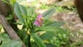 flowers bloom in the garden, called talinum flowers, ginseng type, light pink, light purple, growing in the yard, beautiful