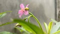 flowers bloom in the garden, called talinum flowers, ginseng type, light pink, light purple, growing in the yard.