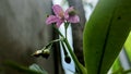 flowers bloom in the garden, called talinum flowers, ginseng type, light pink, light purple, growing in the yard, beautiful