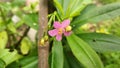 flowers bloom in the garden, called talinum flowers, ginseng type, light pink, light purple, growing in the yard