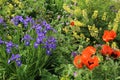 Flowers in bloom in garden featuring purple Iris, orange Poppy and yellow Lupin flowers Royalty Free Stock Photo