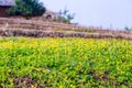 Flowers bloom in the garden with lens blurred effect as foreground and background