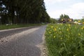The flowers bloom near the paved road, Park Slovak Paradise, background
