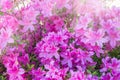 Flowers in bloom. Pink azalea flowers. Spring concept Royalty Free Stock Photo