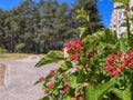 flowers bloom and seeds ripen on an ornamental shrub on the street of the city