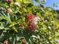 flowers bloom and seeds ripen on an ornamental shrub on the street of the city