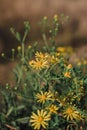 Flowers bloom and smell in the clearing. Wild flowers with yellow petals and orange center close-up. Beautiful bright yellow Royalty Free Stock Photo