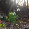 Flowers bloom snowdrop