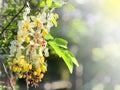 Flowers bloom during Songkran Festival. Thai people call Ratchaphruek or Dok koon. White flowers another of Dok koon with blurry b Royalty Free Stock Photo