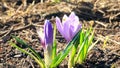 Flowers bloom on a sunny day. Time Lapse