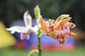 Flowers bloom in Tambing Lake SIGI regency Royalty Free Stock Photo