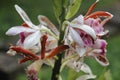 Flowers bloom in Tambing Lake SIGI regency