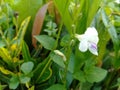 Flowers that bloom are weeds in the yard Royalty Free Stock Photo