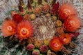 Flowers blooming on Arizona Barrel Cactus Royalty Free Stock Photo