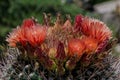 Flowers blooming on Arizona Barrel Cactus Royalty Free Stock Photo