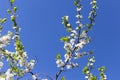 Flowers on blooming branch of cherry tree on blue sky background Royalty Free Stock Photo