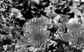 Flowers blooming captured in monochrome picture