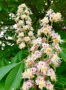 Chestnut tree flowers in the spring in Maine Royalty Free Stock Photo