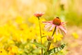 Detailed closeup of pink daisy flower Royalty Free Stock Photo