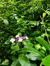 Flowers blooming in the green leaves after the rain