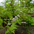 Flowers blooming in green mint leaves plant, nature photography, natural gardening background