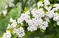Flowers blooming hawthorn in garden Crataegus monogyna. Common names: single-seeded hawthorn, thornapple, May-tree, whitethorn Royalty Free Stock Photo