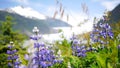 Flowers Blooming in Juneau, Alaska