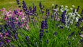 Flowers of blooming lavender, carnations, chamomile on a sunny day in a flower bed Royalty Free Stock Photo