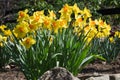 Yellow Daffodils in Spring Garden