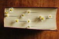 Flowers blooming between the pages of a book