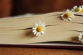 Flowers blooming between the pages of a book