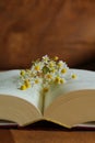 Flowers blooming between the pages of a book