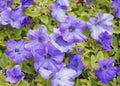 The flowers are blooming petunias.
