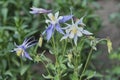 Flowers blooming plant aquilegia Earlybird Purple Blue. Royalty Free Stock Photo