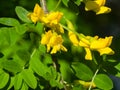 Flowers on blooming Siberian peashrub or Caragana arborescens close-up, selective focus, shallow DOF Royalty Free Stock Photo