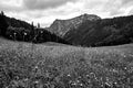 Flowers blooming on a spring meadow in the mountains Tatra