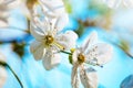 Flowers blooming tree at spring. Spring blooming, Abstract background. Banner. Selective focus. Royalty Free Stock Photo