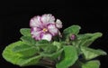 Flowers. Blooming white-violet flowers African violet. Royalty Free Stock Photo