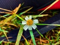 flowers are blooming white and yellow clemency in the sun