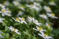 Flowers of blooming wood anemone Anemonoides nemorosa with white petals and yellow pollen in early spring, copy space, selected Royalty Free Stock Photo