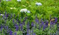 Flowers blooming at Yersin park